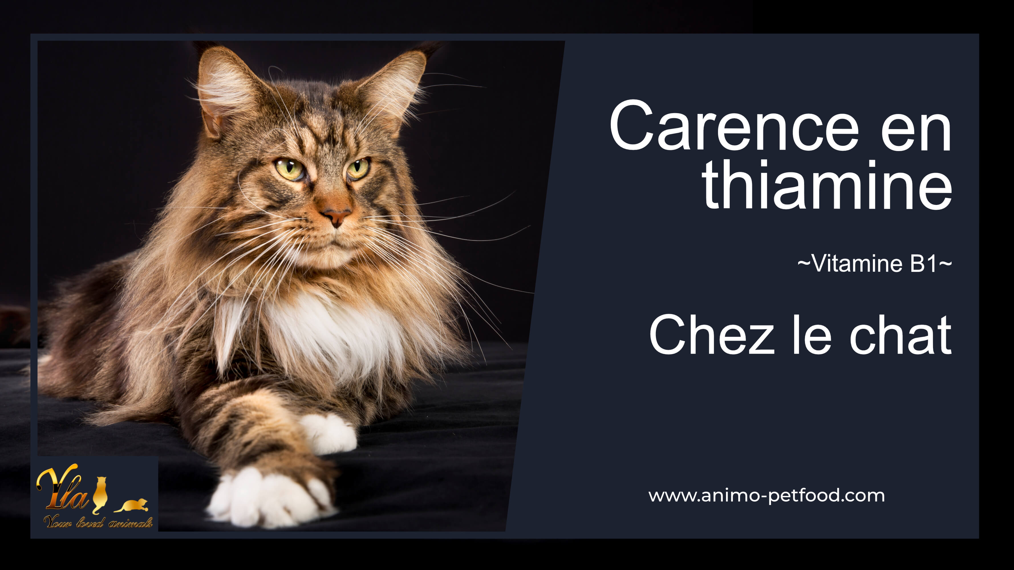 carence-en-thiamine-vitamine-B1-chez-les-chats